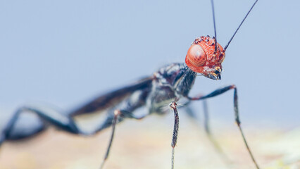 Ensign wasp standing on a branch with blue background