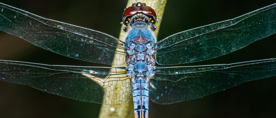 Dragonfly showing its beautiful wings while resting on a branch