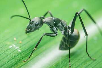 Black ant walking on green leaf in close-up macro photography