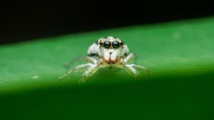 Jumping spider standing on green leaf showing big eyes