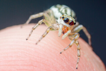Jumping spider crawling on fingertip showing large eyes and hairy legs