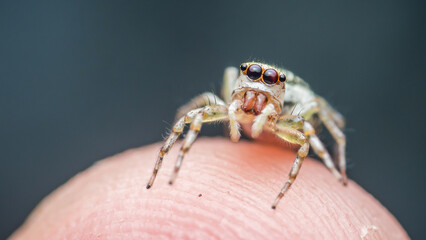 Jumping spider crawling on finger against dark background