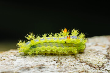 Slug moth caterpillar crawling on wood in tropical rainforest