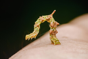 Green caterpillar crawling on human skin in a macro close-up