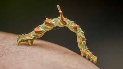Inchworm crawling on human skin showing arching movement