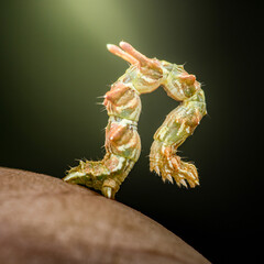 Inchworm crawling on human skin in macro photography