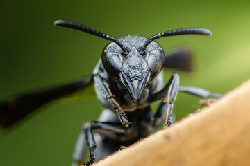 Black wasp exploring a branch in a vibrant green habitat