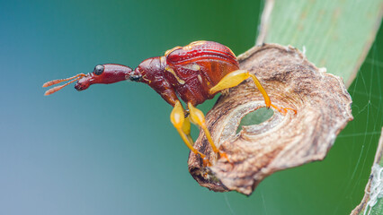 Giraffe weevil standing on dry leaf in rainforest habitat