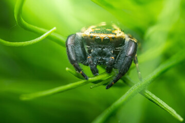 Jumping spider crawling on green plant stem