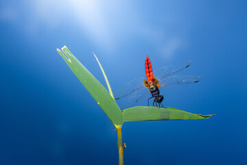 Red and black dragonfly resting on green leaf against blue sky