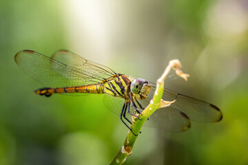 Dragonfly perching on green twig in lush garden