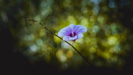 Purple orchid blooming on a thin branch in a lush forest