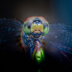 Dragonfly showing colorful faceted eyes and translucent wings perched on plant