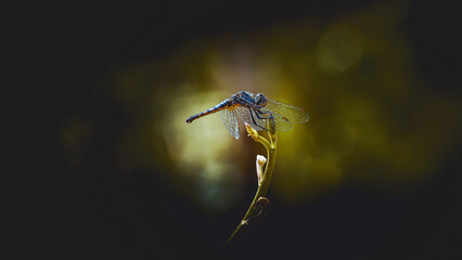 Dragonfly perching on a plant stem in nature