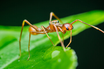 Kerengga ant-like jumper spider standing on a green leaf