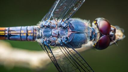 Dragonfly showing its colorful body and big eyes in close-up view