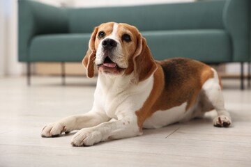 Cute Beagle dog lying on floor at home
