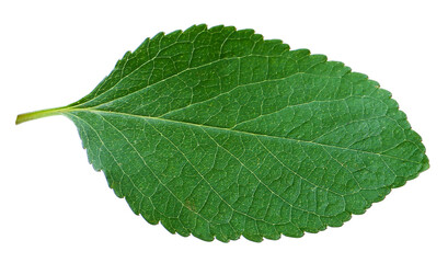 One cherry tree leaf isolated on white
