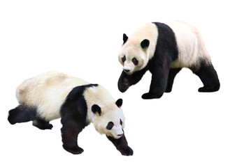 パンダ