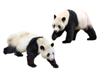 パンダ