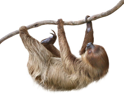 なまけもの」の写真素材 | 247,163件の無料イラスト画像 | Adobe Stock