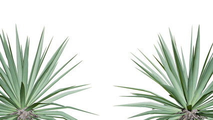 Fototapeta premium Aloe Vera plant isolated on white background