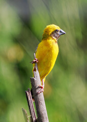 Perched gracefully on a broken stem, a vibrant male Asian Golden Weaver showcases its brilliant...