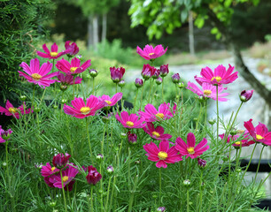 Purple pink cosmos flowers blooming in home garden