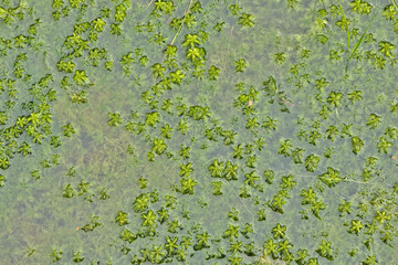 Green aquatic plants on the surface in a marsh landscape