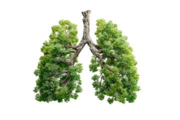 Lungs formed from lush green trees, a symbolic image of environmental health