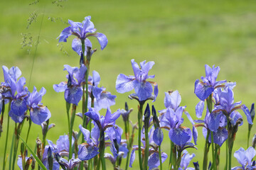 Blue iris flowers in the garden