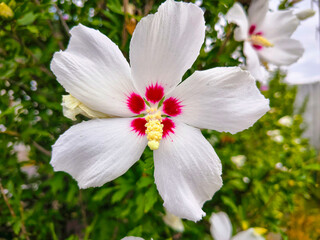 Hibiscus. White and red center Hibiscus flower. Close up of Hibiscus rosa-sinensis Flower