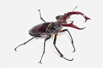 Magnificent stag beetle showcasing its formidable mandibles, captured in detailed macro photography.