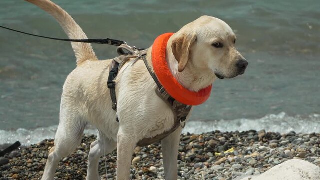 Labrador dog beach, wet dog with orange toy pee on pebble shore by ocean waves.