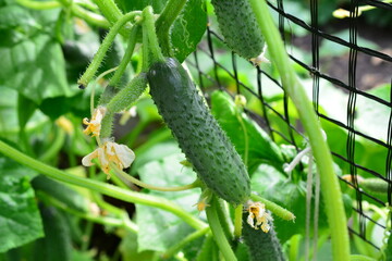 Cucumber plant with fruits and flowers growing in a garden