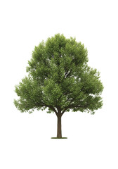 Mature broadleaf tree with sturdy brown trunk and dense vibrant green foliage, every leaf defined, perfectly isolated on a pure seamless infinite white background, perfectly lit, shadowless. Concept