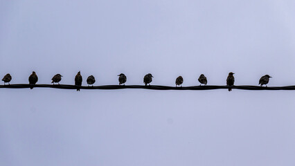 oiseaux posés sur un fil électrique le matin © JP Dullin