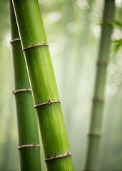Fototapeta premium green bamboo background