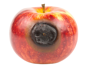 Black Spot on Rotten Fruit Isolated on White