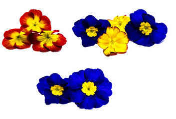 Bunte Primelblüten angeordnet Collage