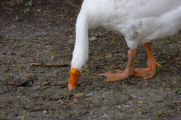 close-up of a white goose with an orange beak, head down, foraging on the ground for food.