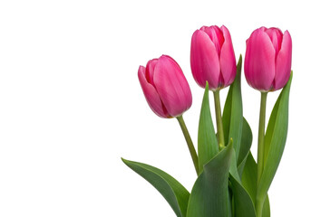 Fototapeta premium Three vibrant pink tulips with unfurling petals, green stems and leaves, standing elegantly, isolated against a pure transparent studio background with copy space, soft natural light, concept of