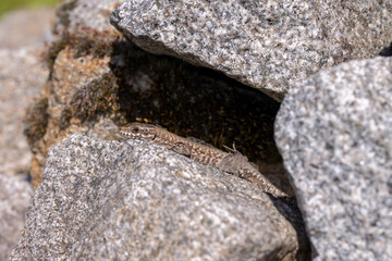 Eidechse versteckt sich im  Steinhaufen