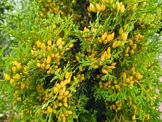 thuja blossoms. Beautiful young green thuja branch in the park. A cypress tree in the wind....