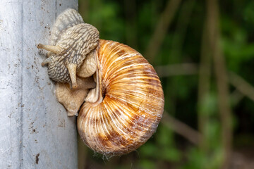 Schnecke klebt an einer Stange