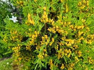 thuja blossoms. Beautiful young green thuja branch in the park. A cypress tree in the wind....