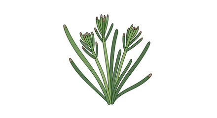 Fototapeta premium Green Succulent Plant Botanical Illustration