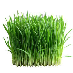 Obraz premium Spring Young Green Grass on isolated transparent cutout PNG Background