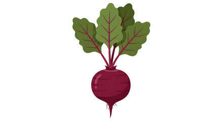 Fresh Beetroot Vegetable Illustration Design