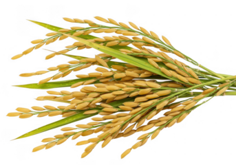 Golden rice stalks isolated on transparent background